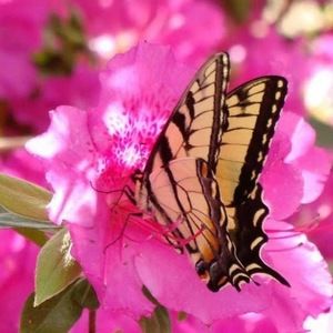 Meet your Posher, Mikayla